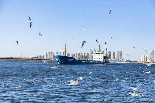 天津滨海新区老码头飞翔的海鸥