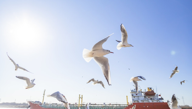 天津滨海新区老码头飞翔的海鸥