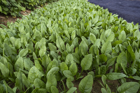 广角拍摄菜地里的一大片青菜