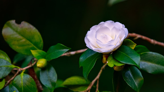 白色山茶花