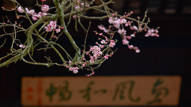 红梅报春
