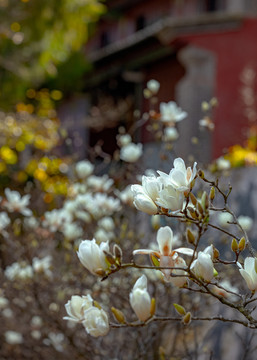 玉兰花