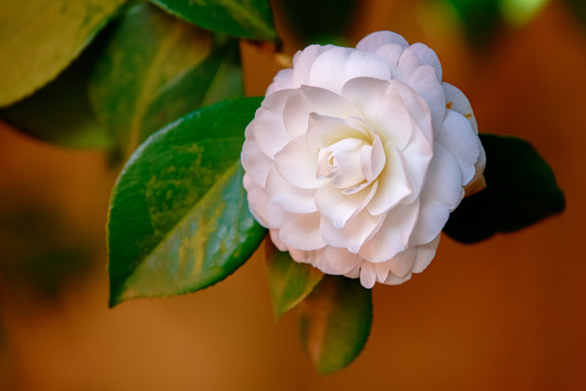 山茶花