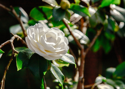 白山茶花