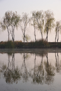 湖畔杨柳