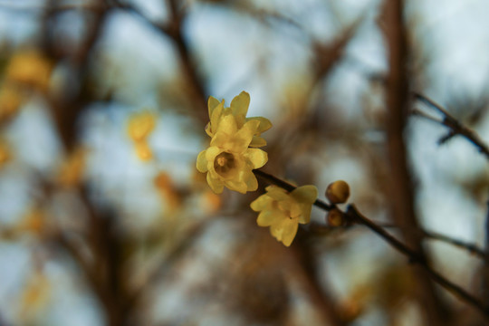 植物摄影图腊梅花