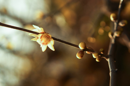 植物摄影图腊梅花