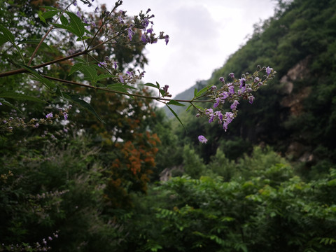 一枝花