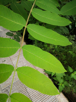 树枝