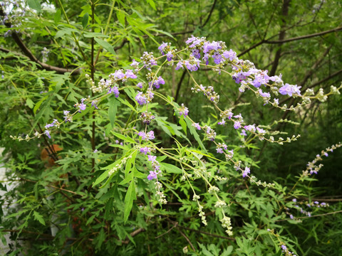 紫荆花