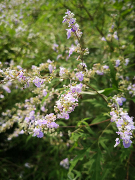 紫色小花紫荆花