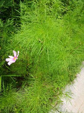 粉色小花百日菊