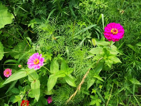 玫红色的花朵百日菊