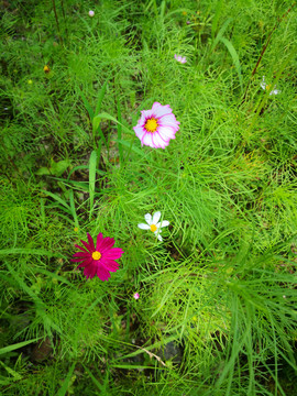 两个小花朵