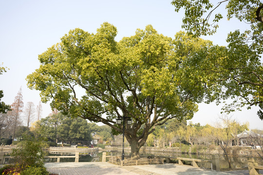 无锡蠡园古香樟树