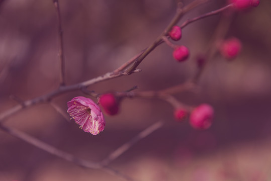 梅花