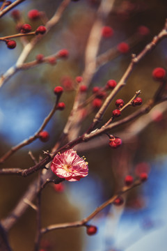 红梅花