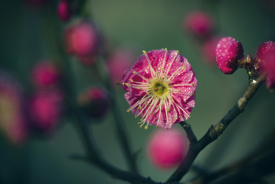 梅花