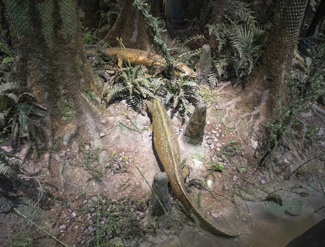 两栖动物登陆