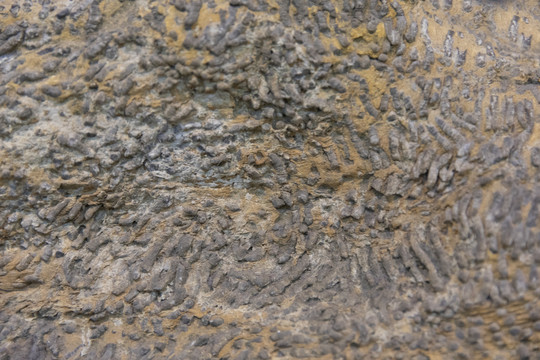 分珊瑚化石