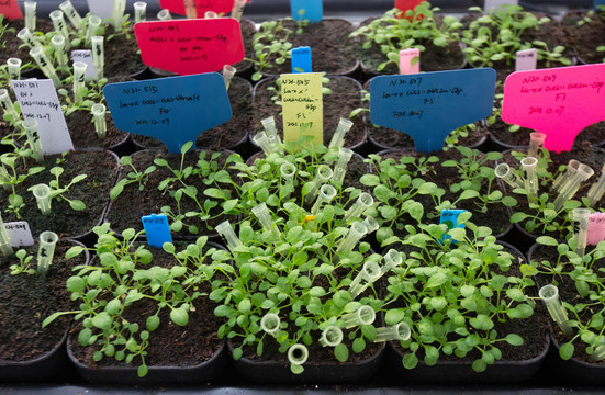 智能温室培育蔬菜