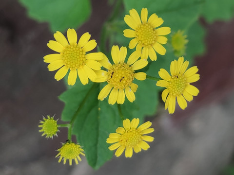 野菊花