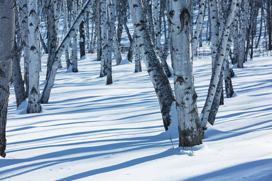 白桦林雪地光影