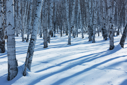 雪地光影白桦林