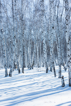 雪景冬天白桦林