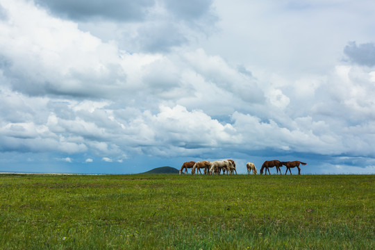 夏季草原马群放牧