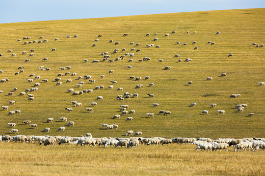 草原秋季羊群