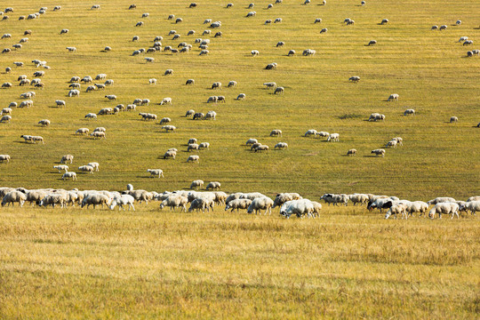 秋季草原羊群放牧