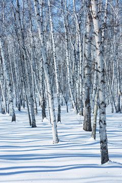 冬季雪原光影白桦树林