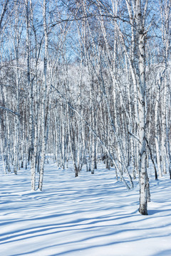 雪地光影白桦林竖幅