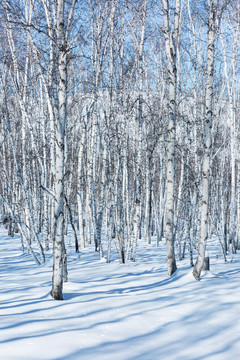 冬季白桦林白桦树雪地