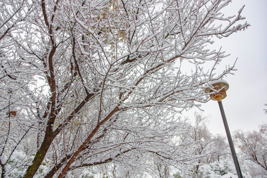 树杆积雪