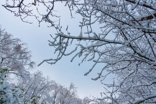 枝头积雪