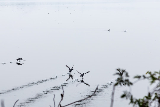 下渚湖湿地野生鸟类