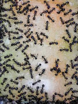 蚂蚁聚集