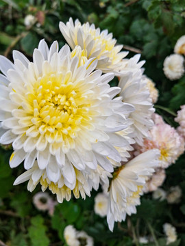 菊花