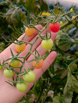 采摘园鲜小番茄