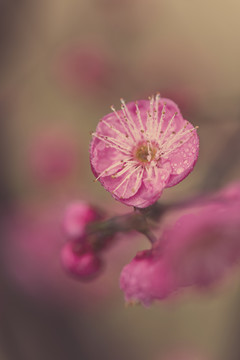 红梅花开