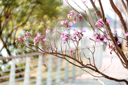 红花风玲木