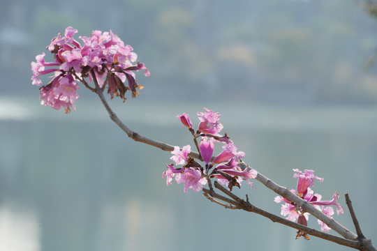 红花风玲木