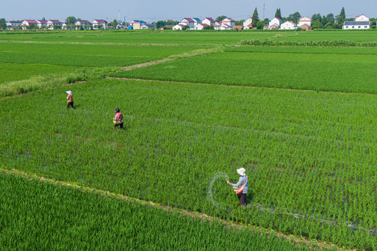农民稻田施肥