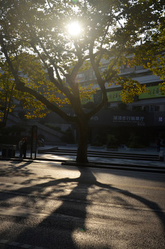街道早晨阳光树木