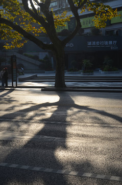 街道早晨阳光树木