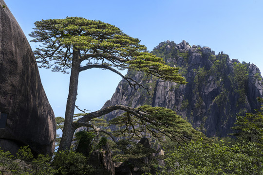 黄山迎客松