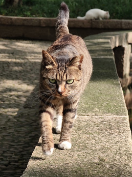 虎虎生威的猫猫咪