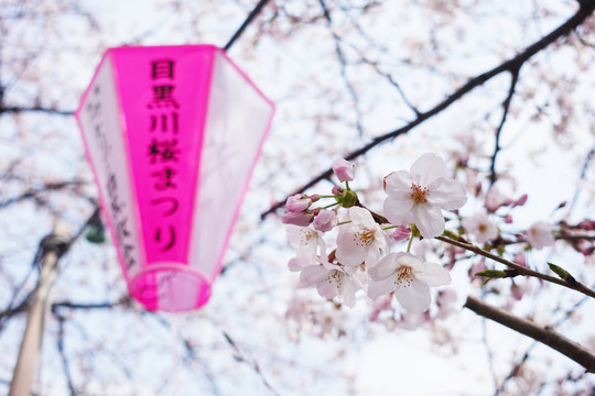 目黑川樱花